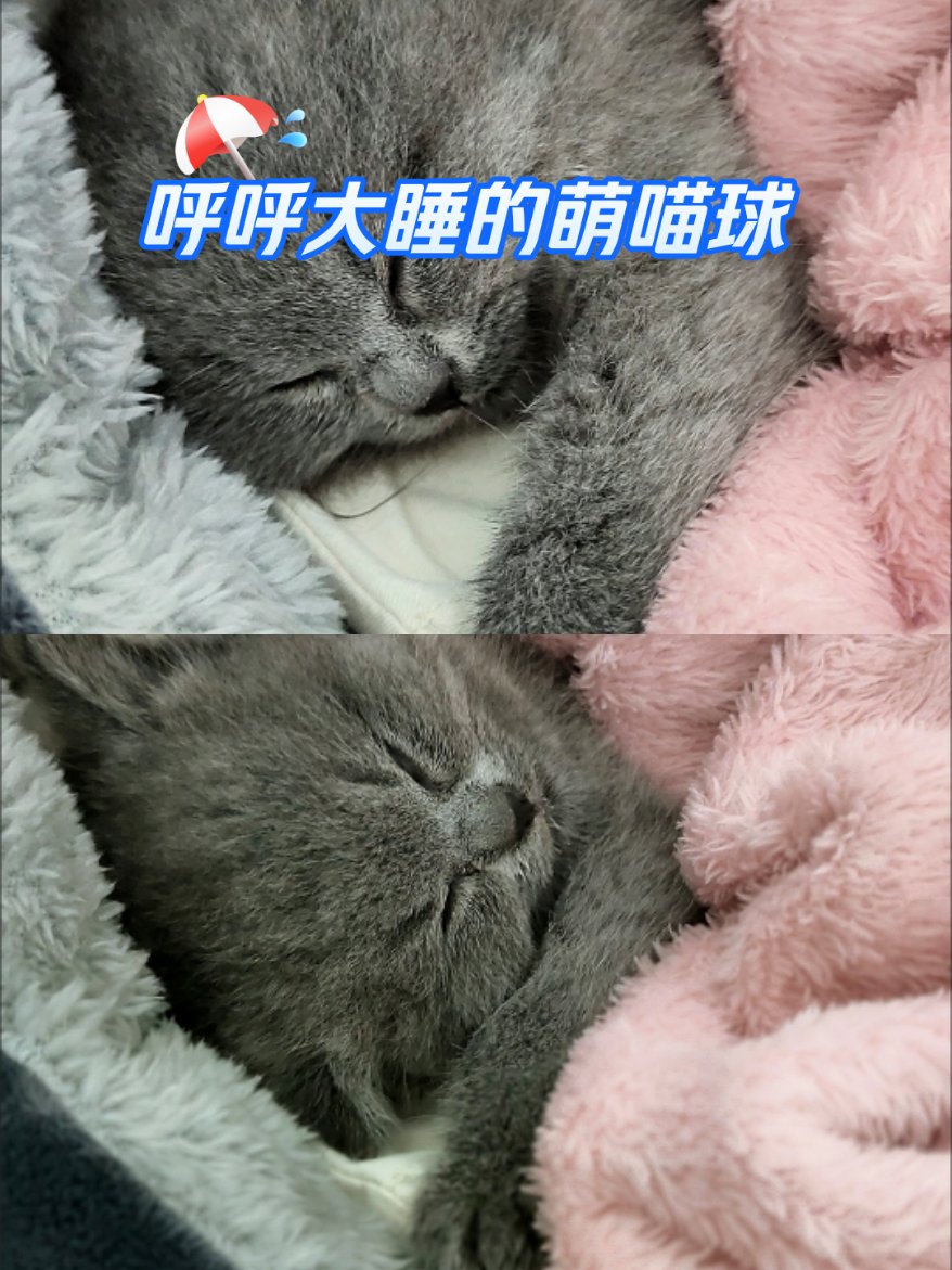 懒懒手机版懒懒视频官网